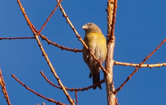 Female Scottish Crossbill photographed near Inverness